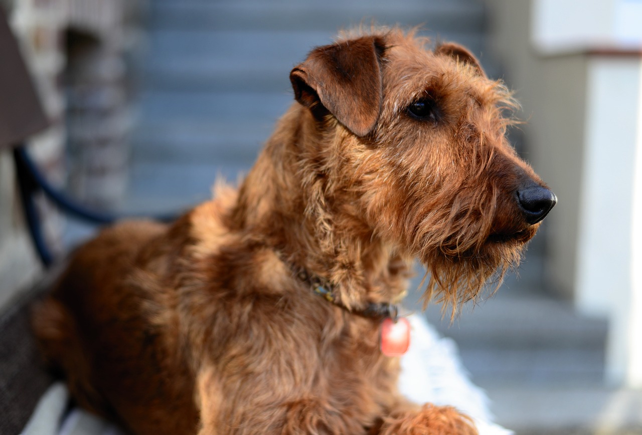 The Unique Traits of the Glen of Imaal Terrier